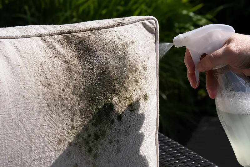 Cleaning moldy cushion in sunlight